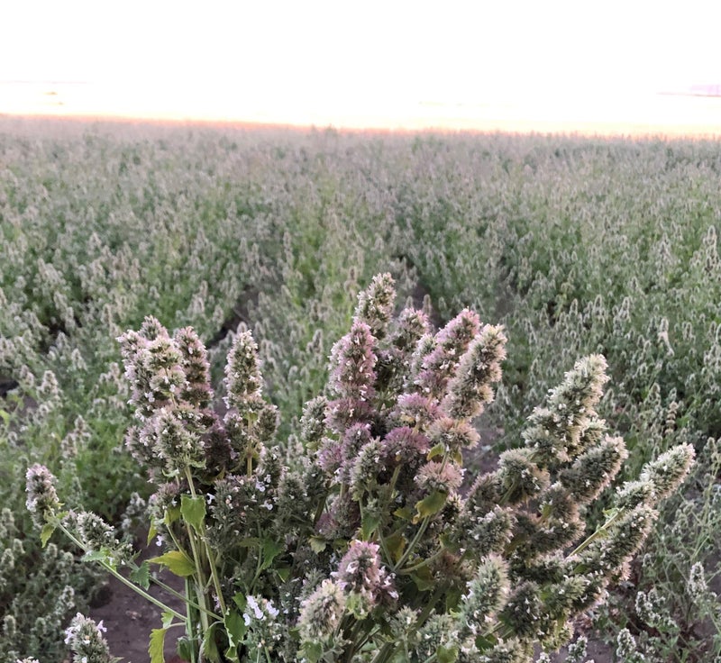 from The Field | Premium Whole Catnip Buds for Cats | Organic, USA-Grown, Fresh & Potent | Natural, Eco-Friendly Cat Treat for Play & Relaxation | Catnip for Indoor Cats | Resealable 0.5 Oz Tub - Image 2